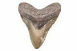 Fossil Megalodon Tooth - North Carolina #201928-1